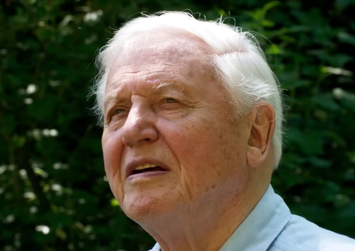 David Attenborough ma 100 lat. Tak są świętowane urodziny legendy BBC