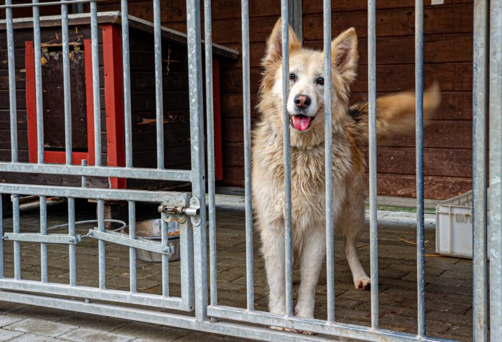 Sprawę nagłośniła Doda. Skandal w bytomskim schronisku dla psów