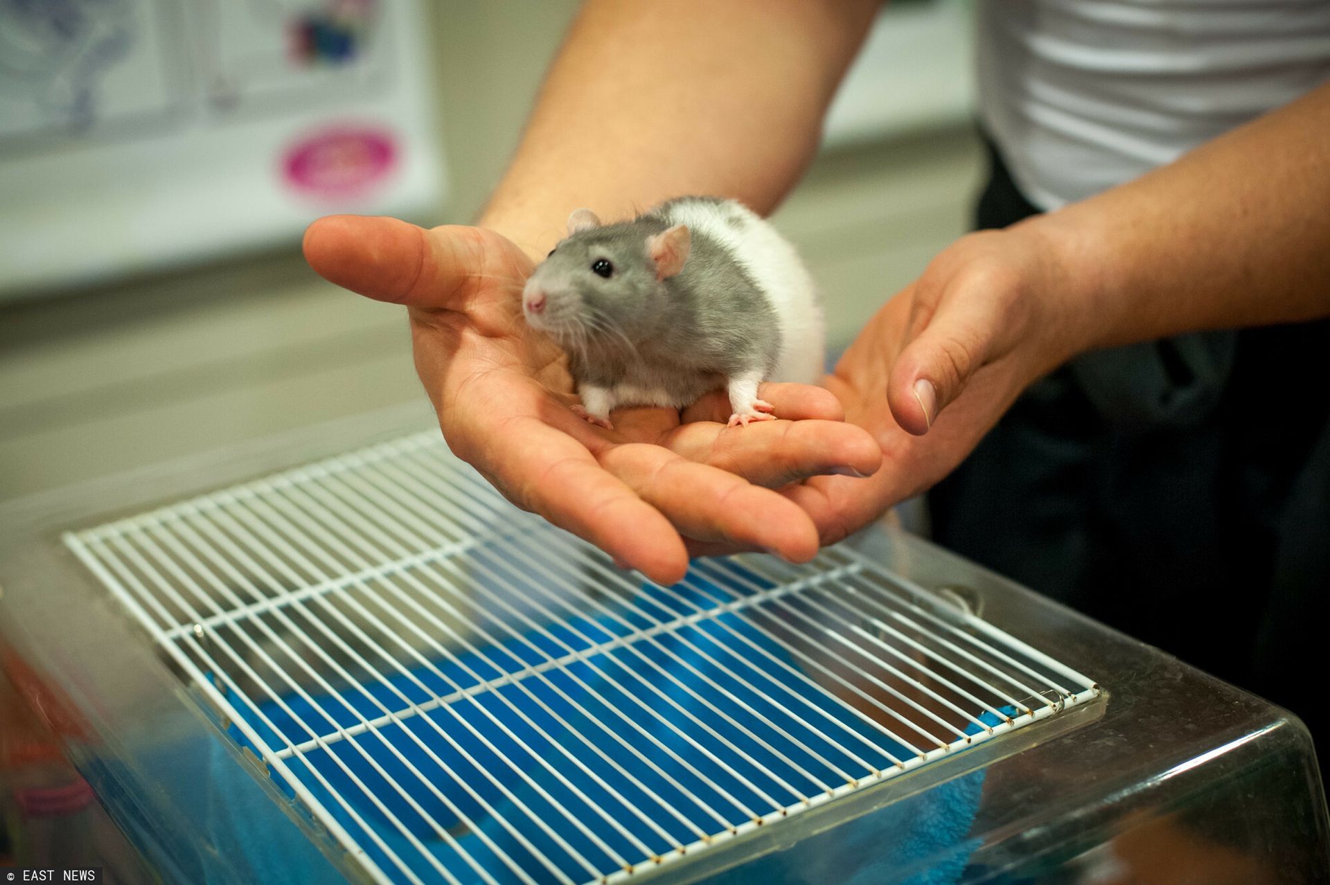 Szczury pomogły to pojąć. Wiadomo, co powoduje uzależnienie od alkoholu