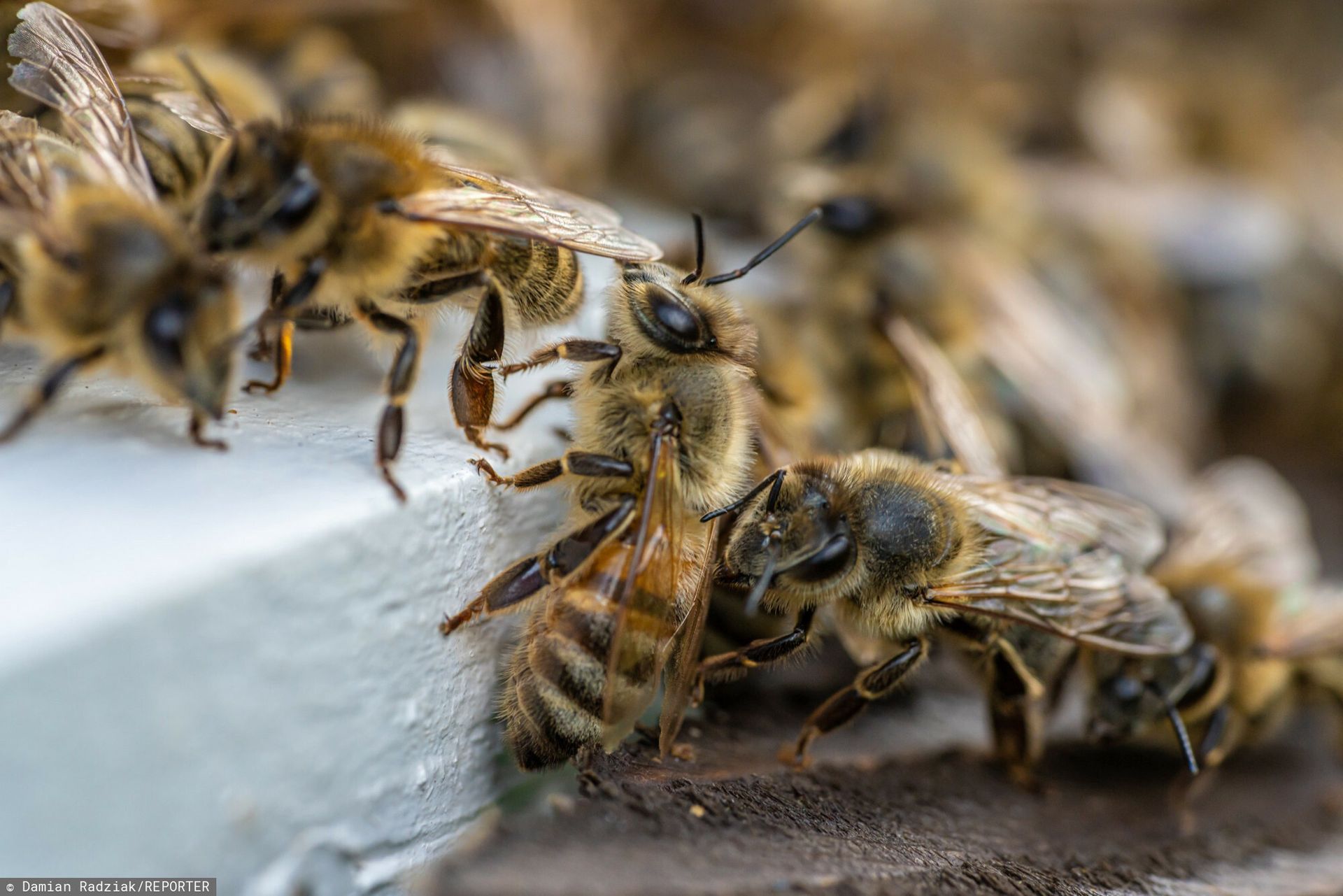 Groźna choroba pszczół w Polsce. Mamy już prawie 50 ognisk
