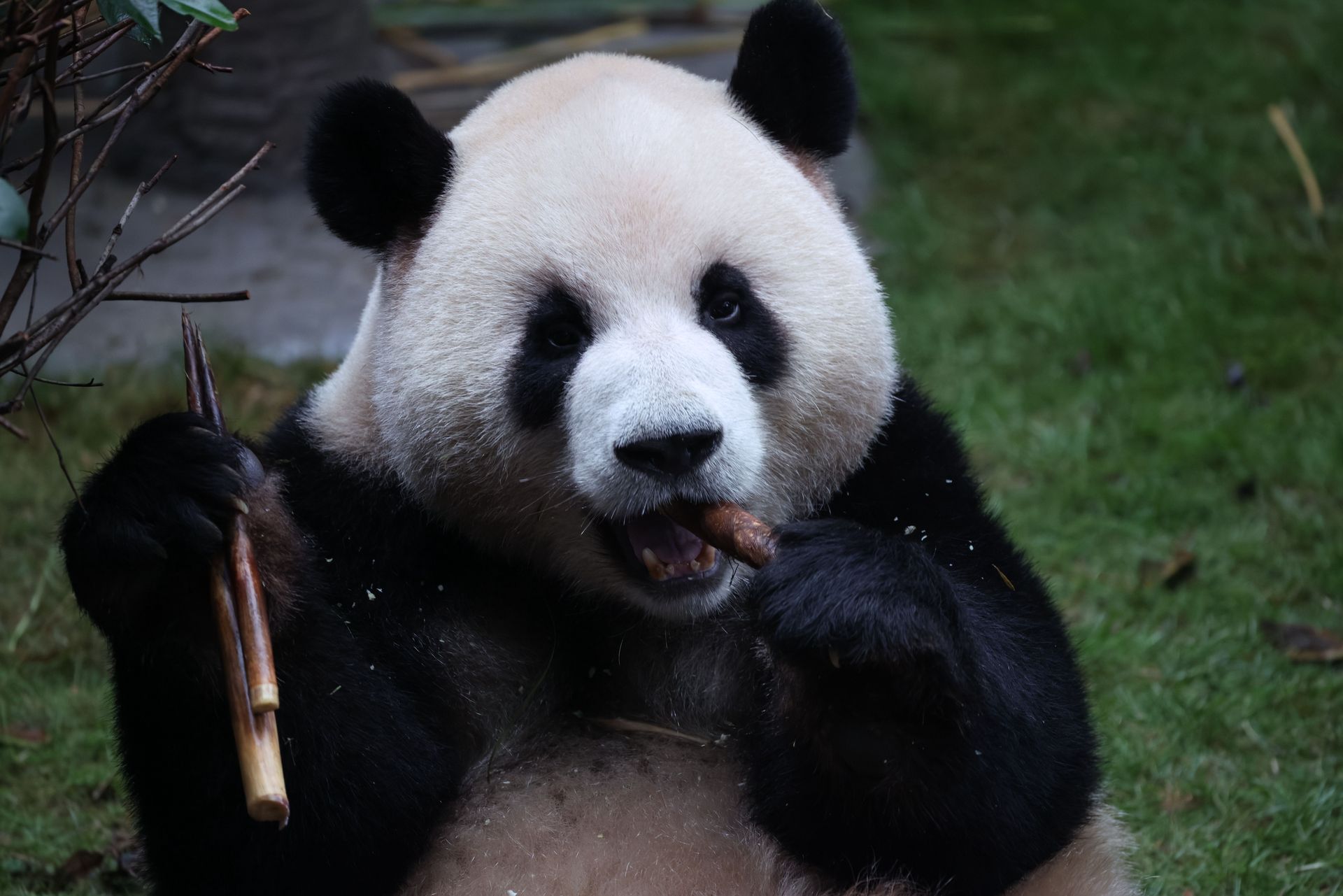Wegetarianki z wyboru. Ich układ trawienny lepiej trawi mięso