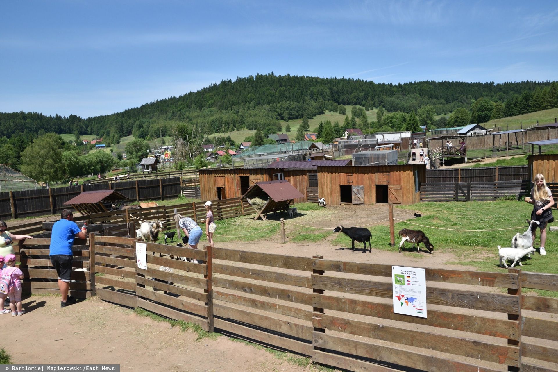Zatrzymania i ewakuacja zwierząt. Służby weszły do prywatnego zoo