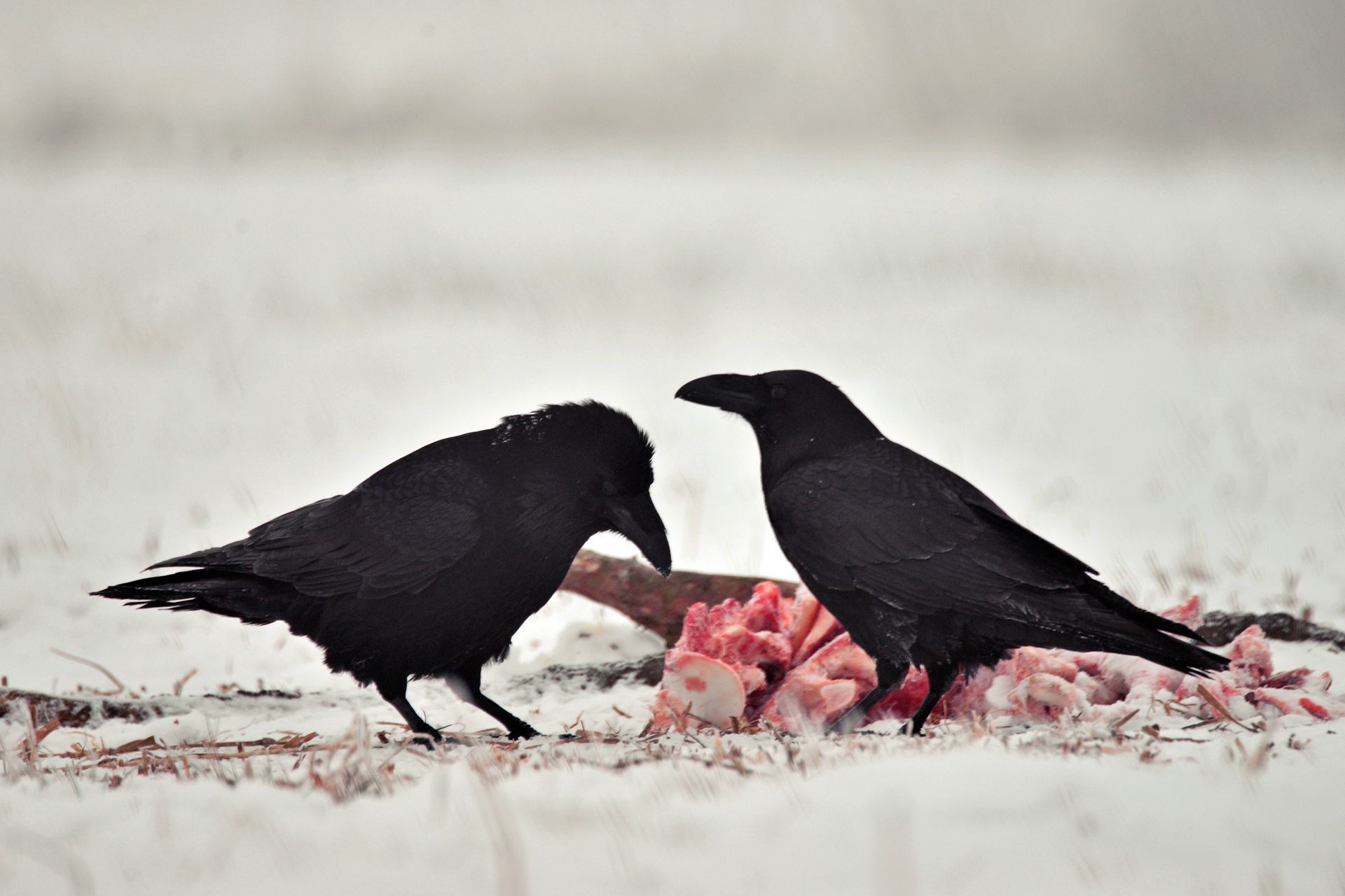 Kruki tworzą mapy śmierci. Wiedzą, gdzie inni polują