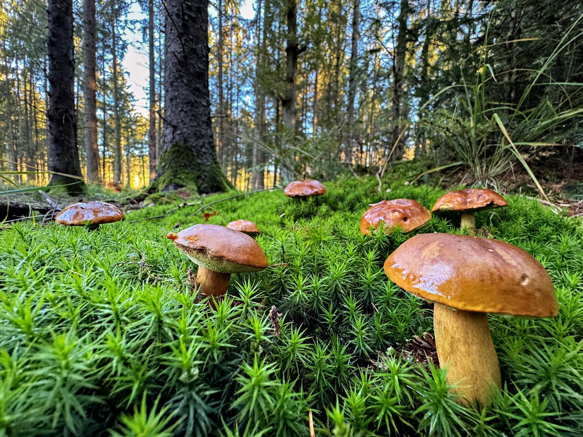 Kiedy na grzyby? Pierwszy wysyp za nami, niedługo następne