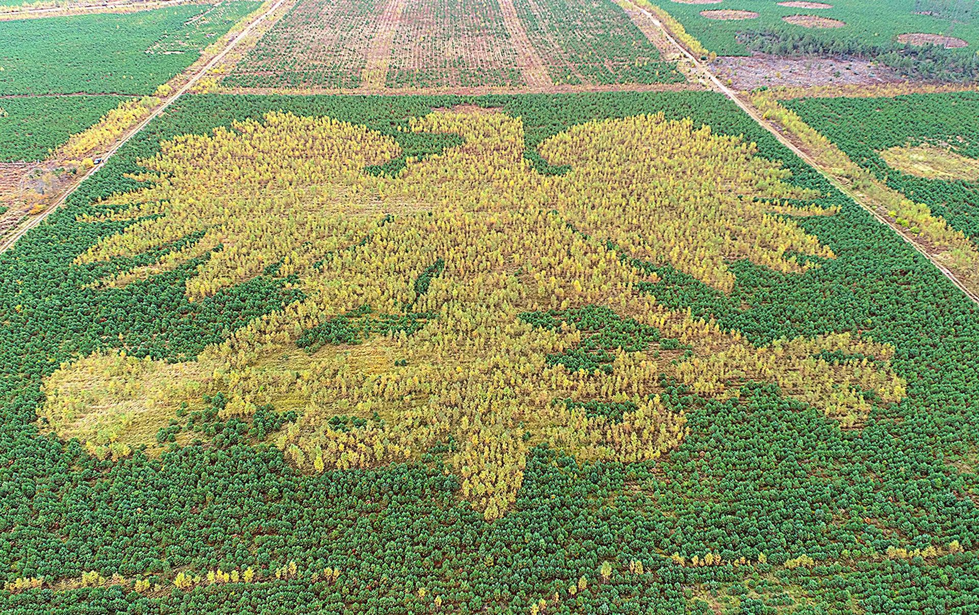 Niesamowity las w Polsce. Gdzie rośnie i jak powstał?