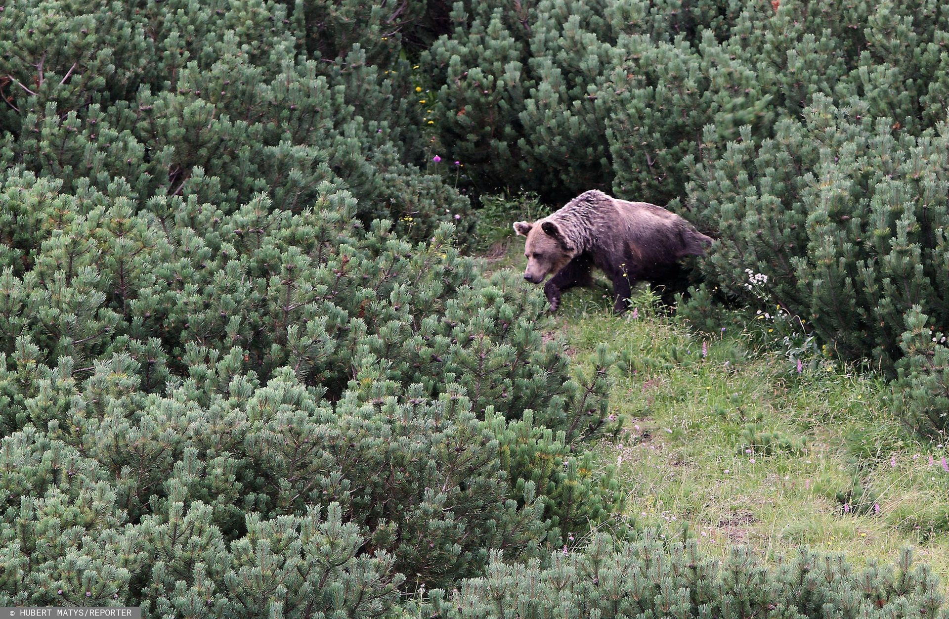 Ostrzeżenie dla turystów. Niedźwiedź pojawił się w woj. małopolskim