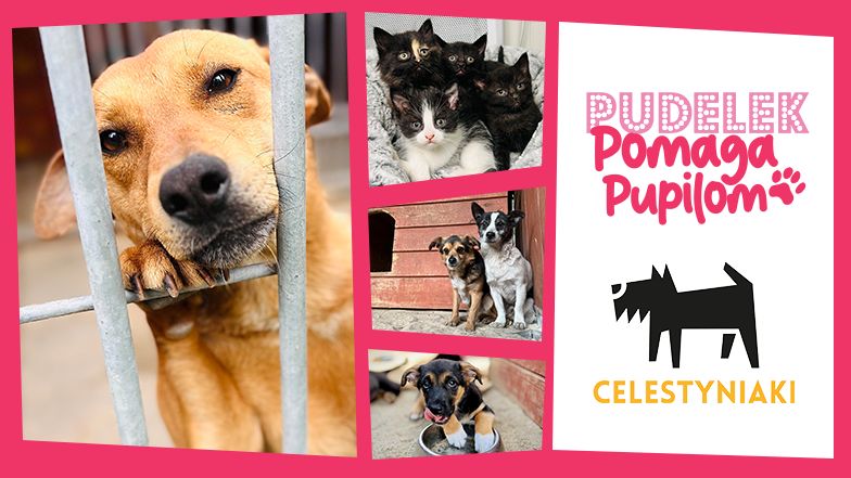 Pudelek Pomaga Pupilom. Dołącz do naszej urodzinowej ZBIÓRKI dla podopiecznych Schroniska w Celestynowie!