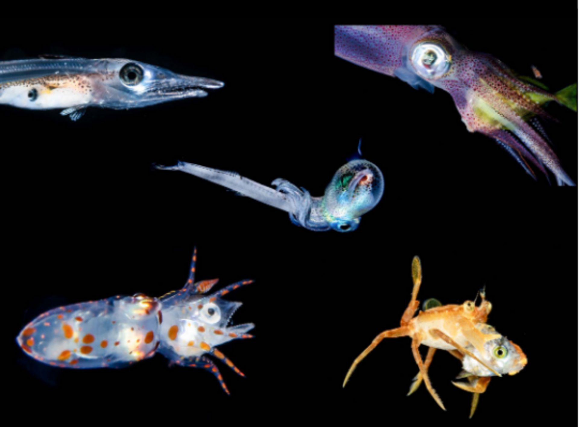 Znalazły oceaniczną tarczę. Może parzyć