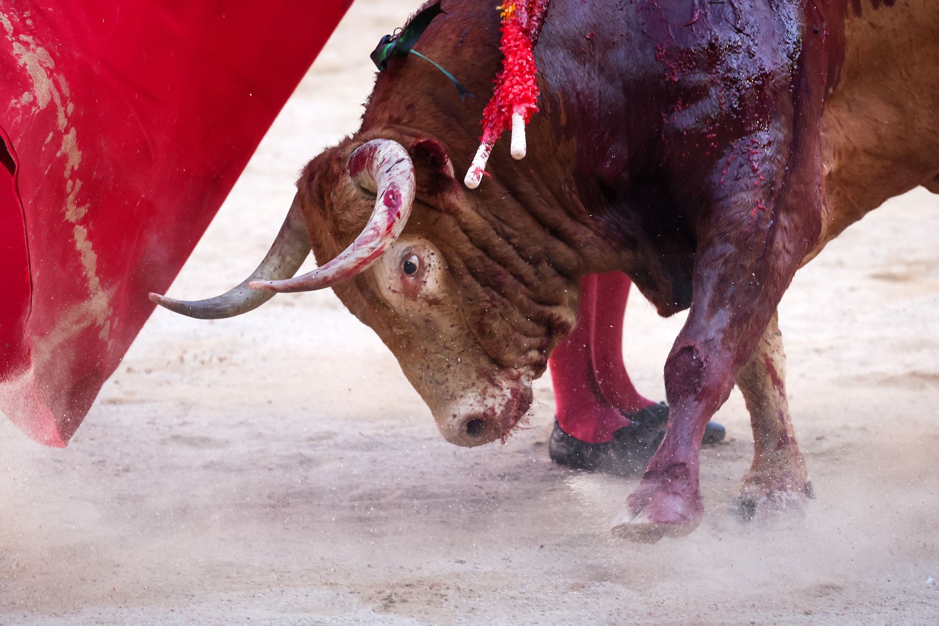 Tragiczny wypadek na arenie w Lizbonie. Zginął torreador i widz