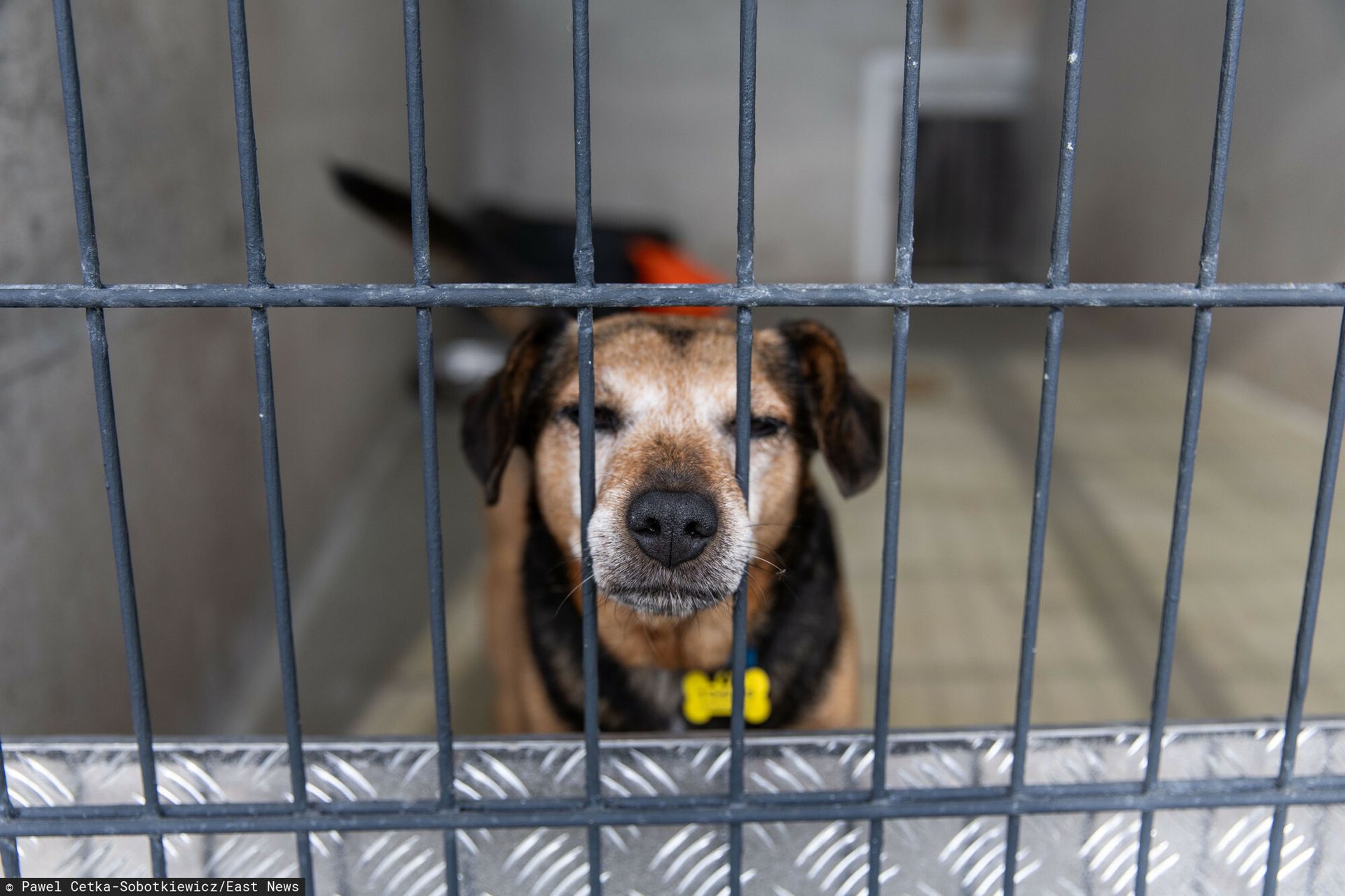 Lepsze życie zwierząt. Nowe przepisy dla schronisk