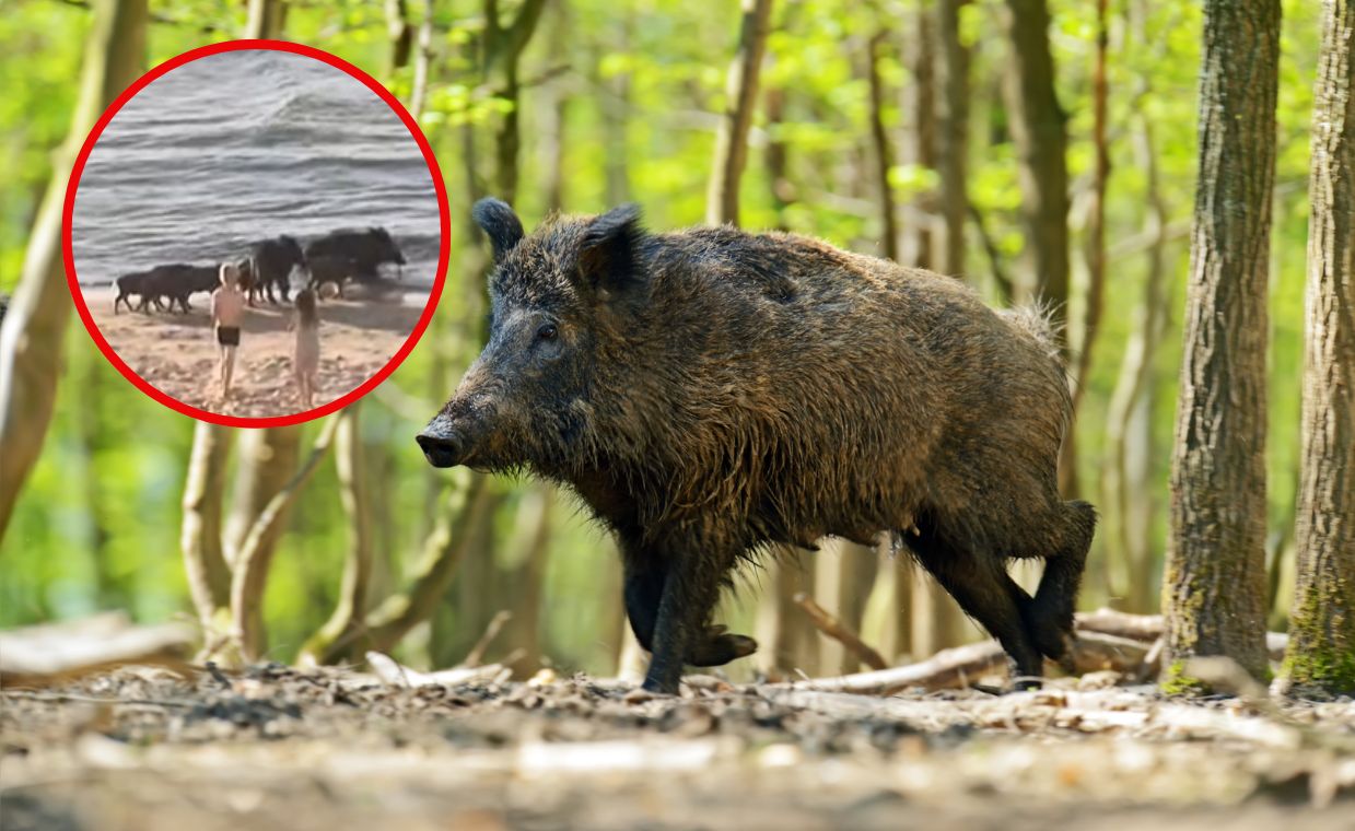Dziki na plaży w Międzyzdrojach. Turyści w szoku