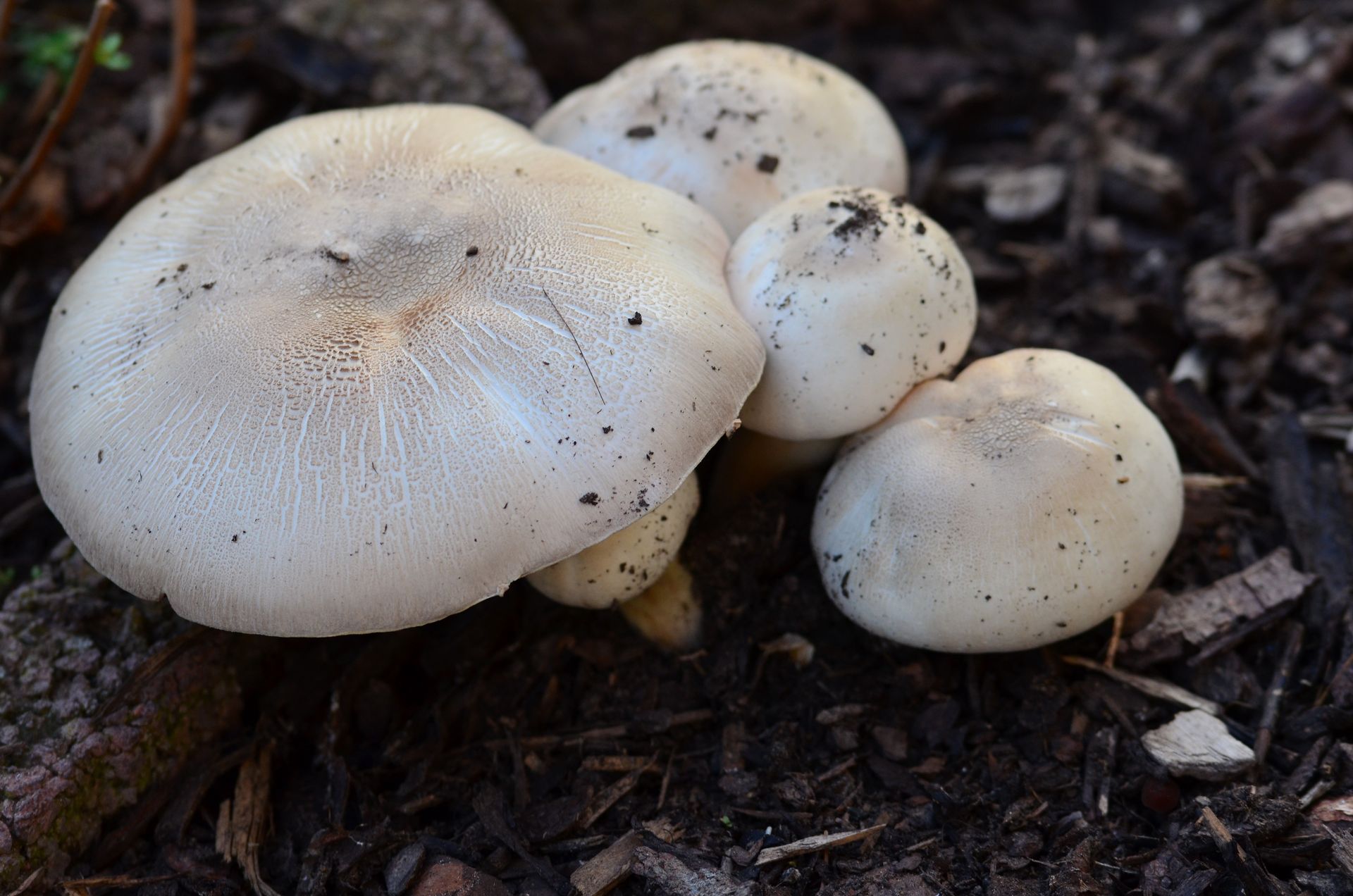 Od takich pieczarek trzymaj się z daleka. Ich smrodek to najmniejszy problem