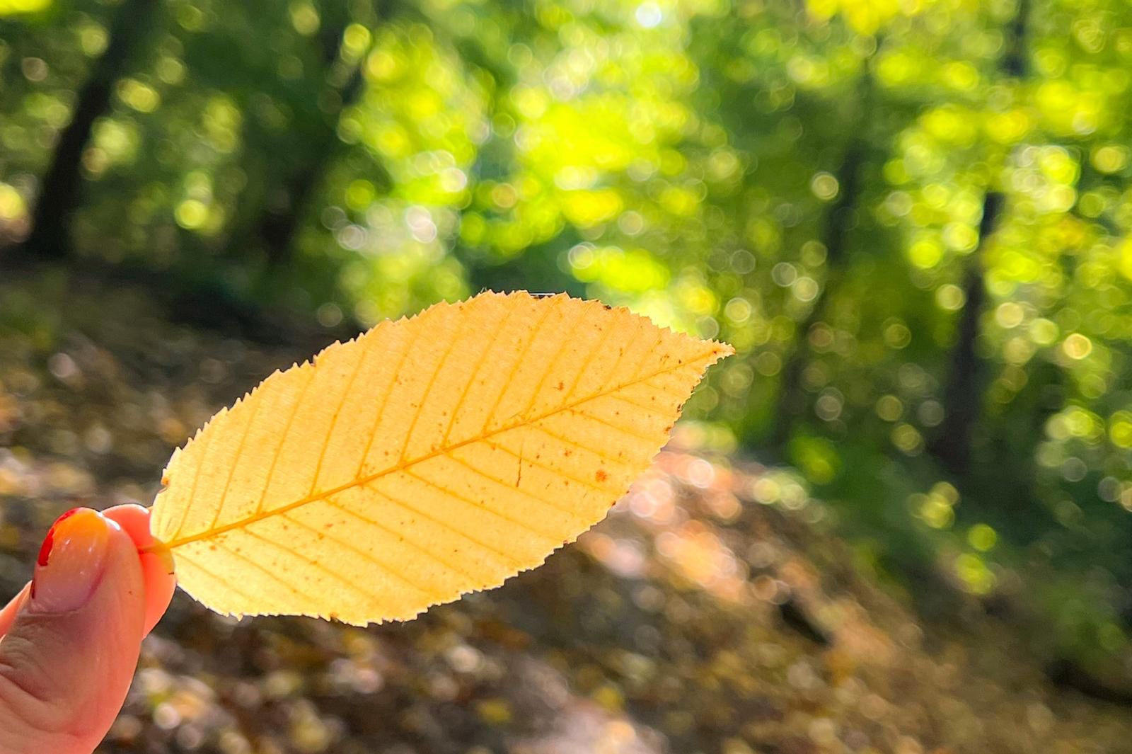 Żółte liście to wcale nie oznaka wcześniejszej jesieni. To susza