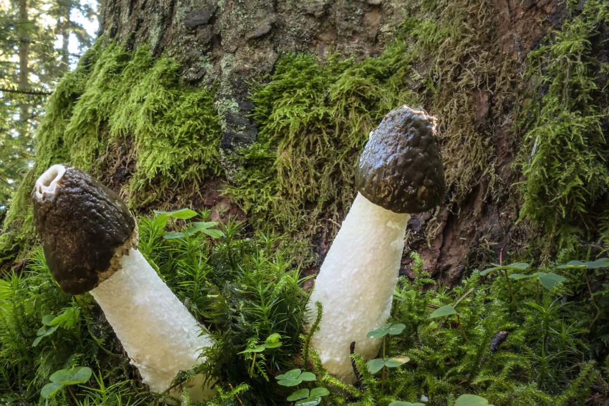 Ten grzyb ma bezwstydną nazwę i wielu go unika. Jest jadalny i naprawdę pyszny