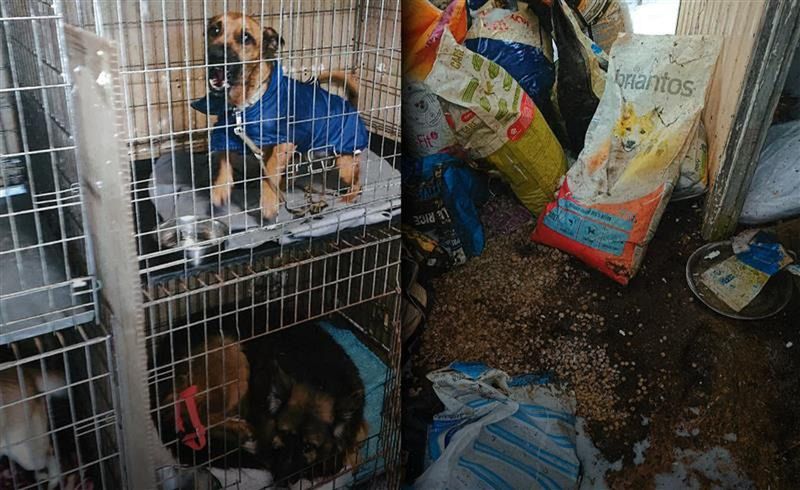 Horror trwa. Oto nowe miejsce dla uratowanych psów z Sobolewa: krew, zwłoki, ciasne klatki