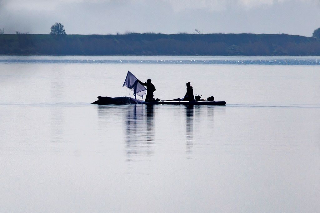 Użyją poduszek powietrznych i plandeki. Tak chcą ratować humbaka z Bałtyku