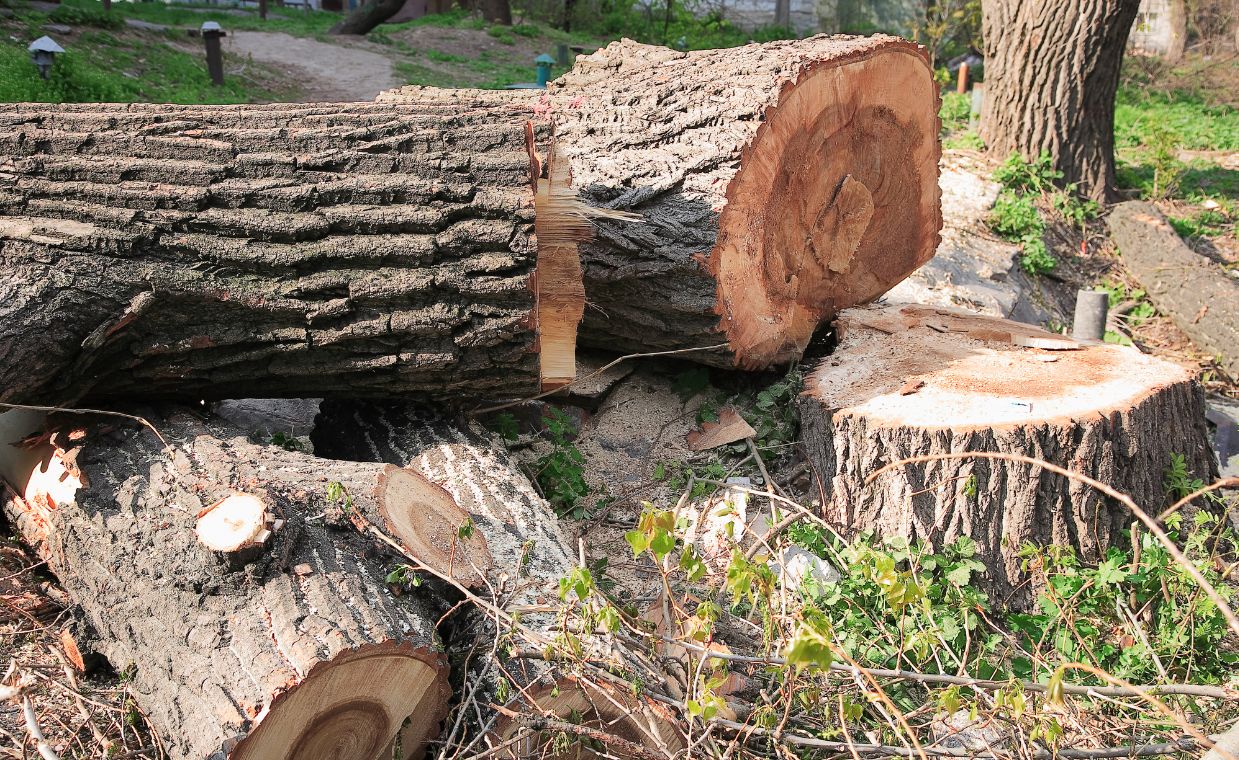 Wycinka drzew 2025 – co trzeba wiedzieć? Nowe przepisy, obowiązki i konsekwencje