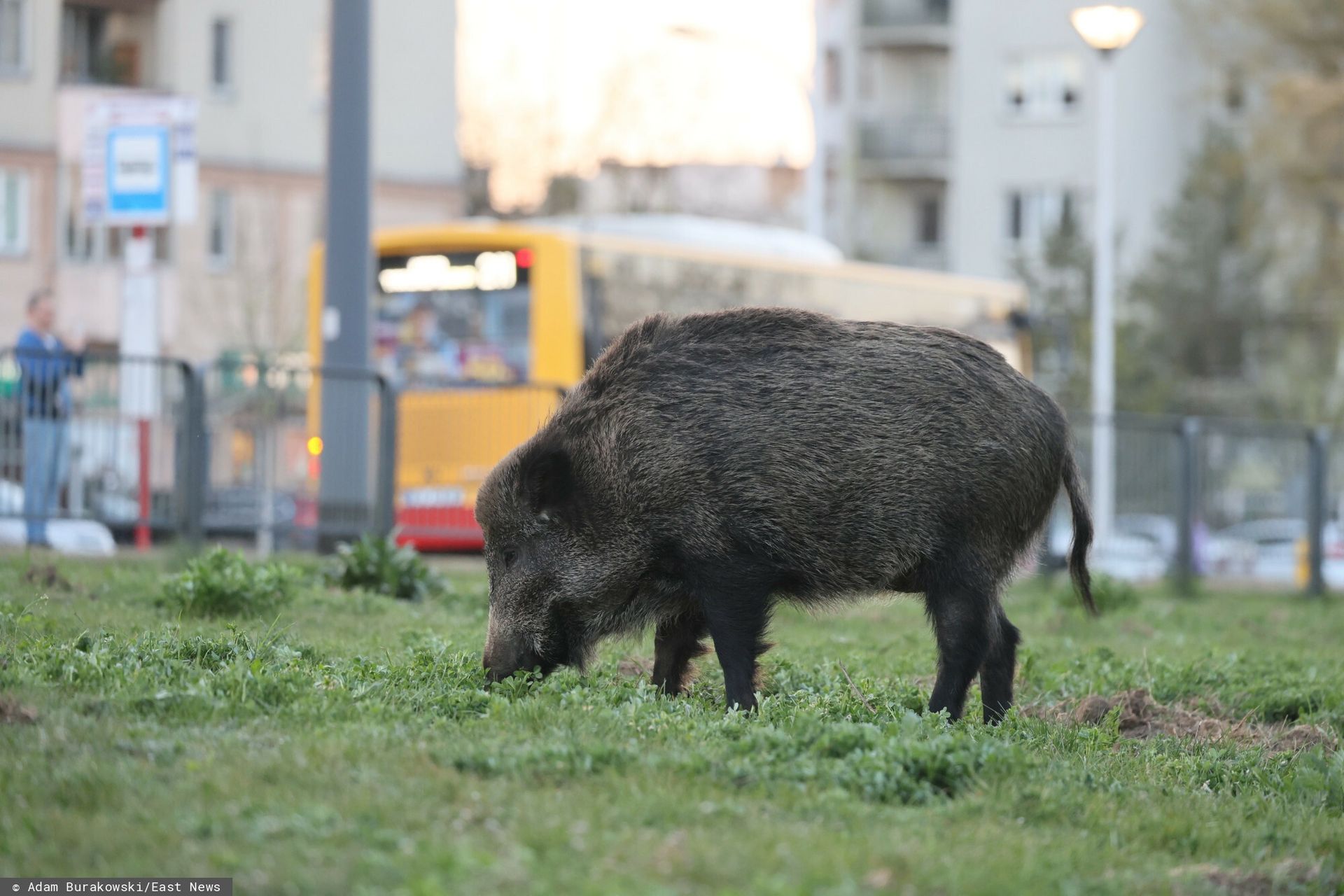 Atak dzika w Warszawie. Mężczyzna trafił do szpitala