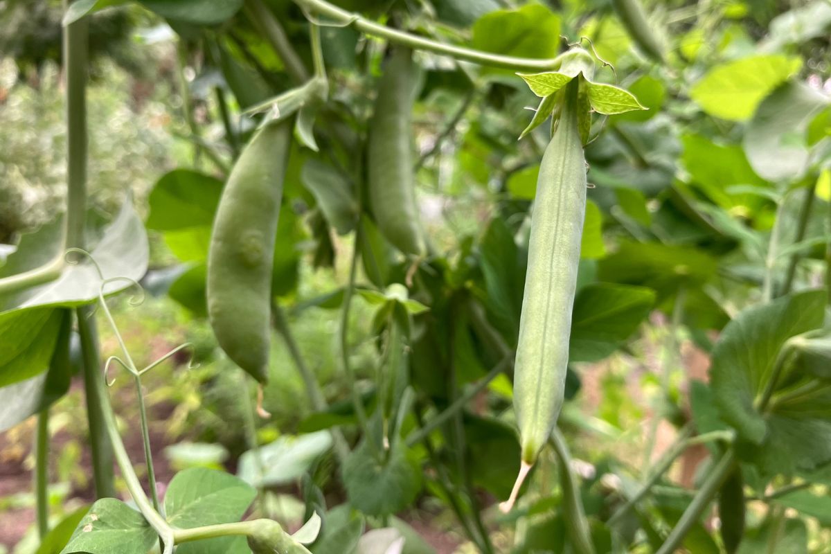 Czy można jeść groszek cukrowy na surowo? Wyjaśnijmy to raz na zawsze