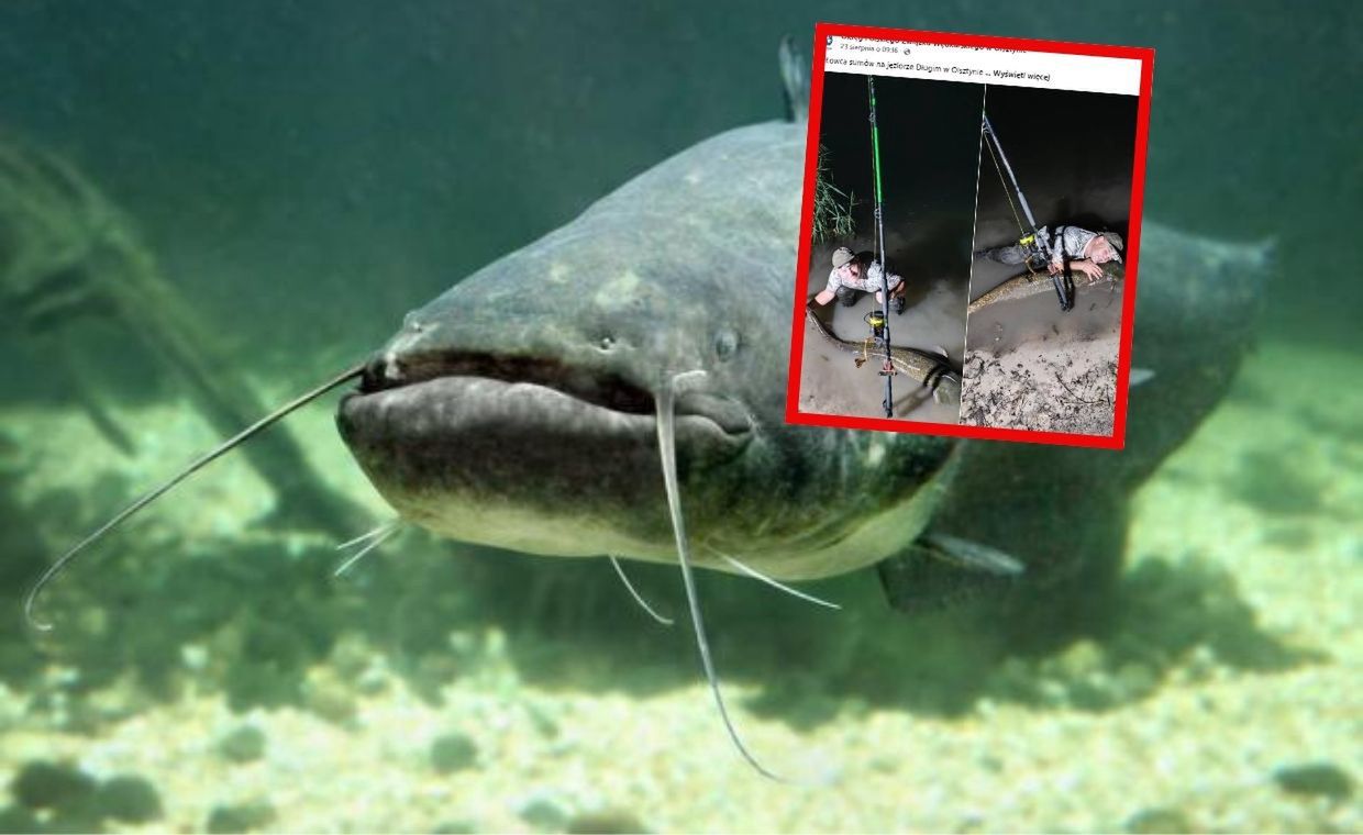 Gigantyczny sum złowiony na Warmii. A do rekordu wciąż daleko