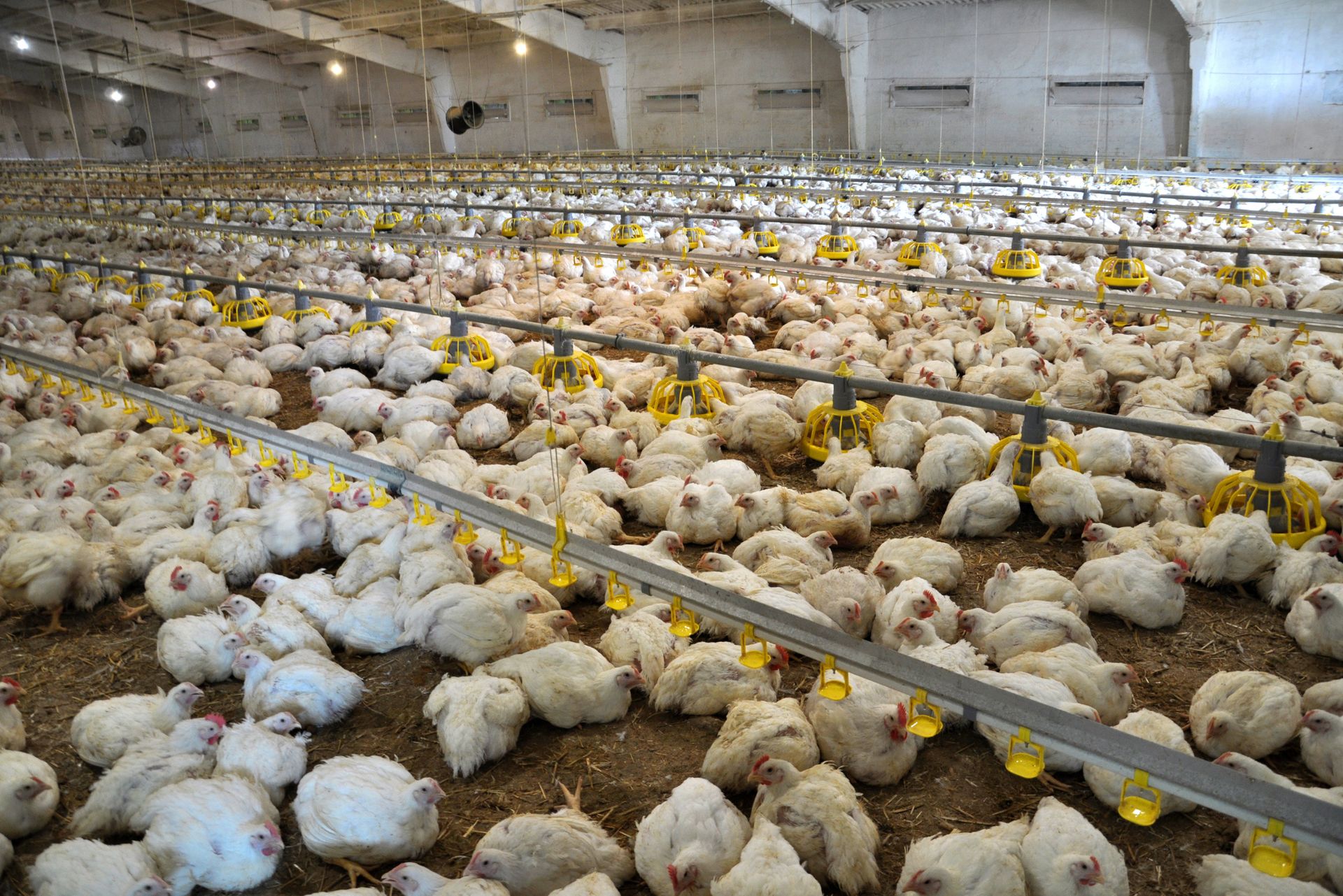 Spór o ukraińską megafermę w Chorwacji. Mieszkańcy protestują