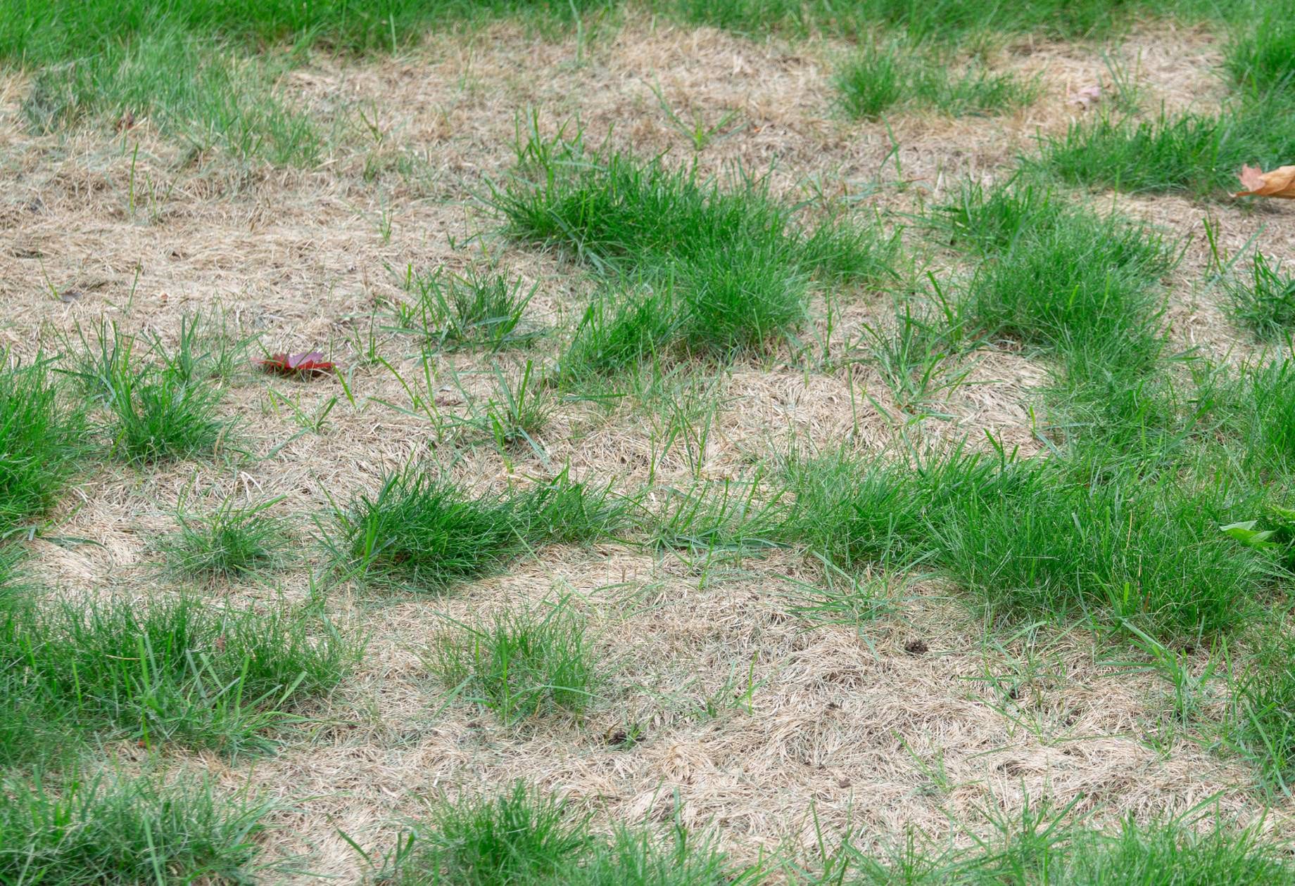 Wystarczy skrzynka. "Genialny sposób na dosiewkę trawy"