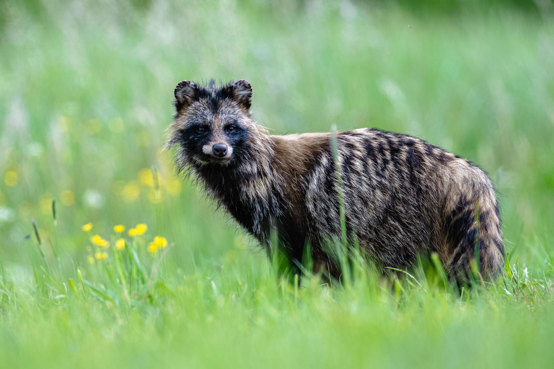 Alert RCB w Białymstoku. Wykryto ognisko wścieklizny