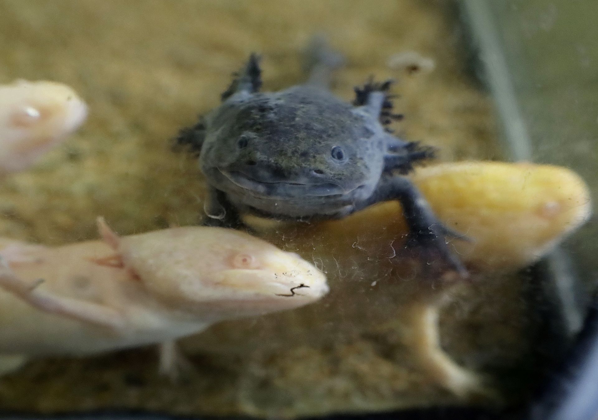 Znaleźli geny regeneracji. Mogą pomóc w odtwarzaniu kończyn