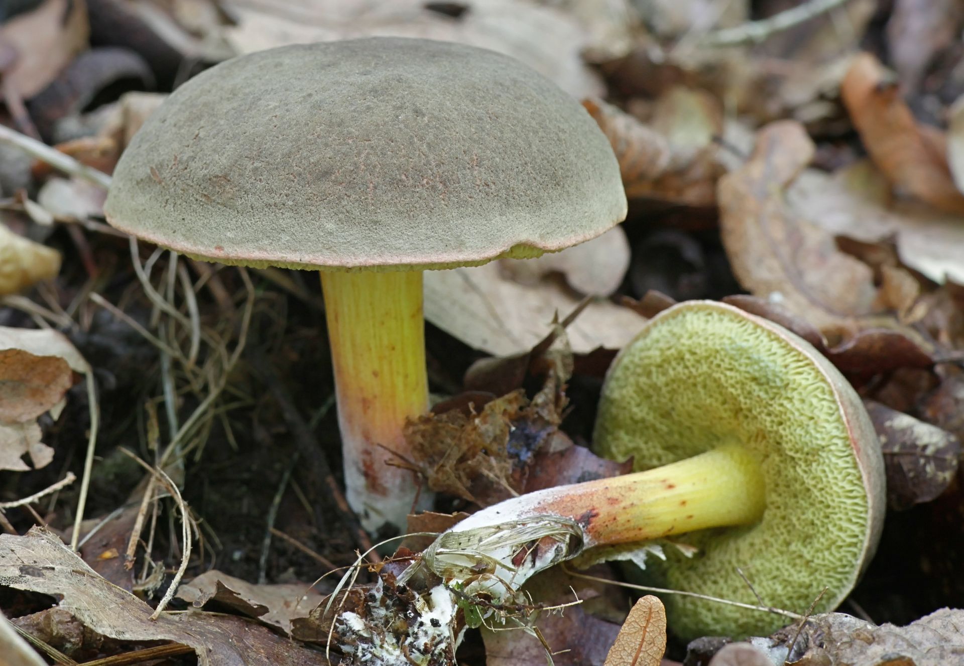 Wielu grzybiarzy twierdzi, iż jest lepszy od prawdziwka. Wielu z nas wciąż nie docenia tego grzyba