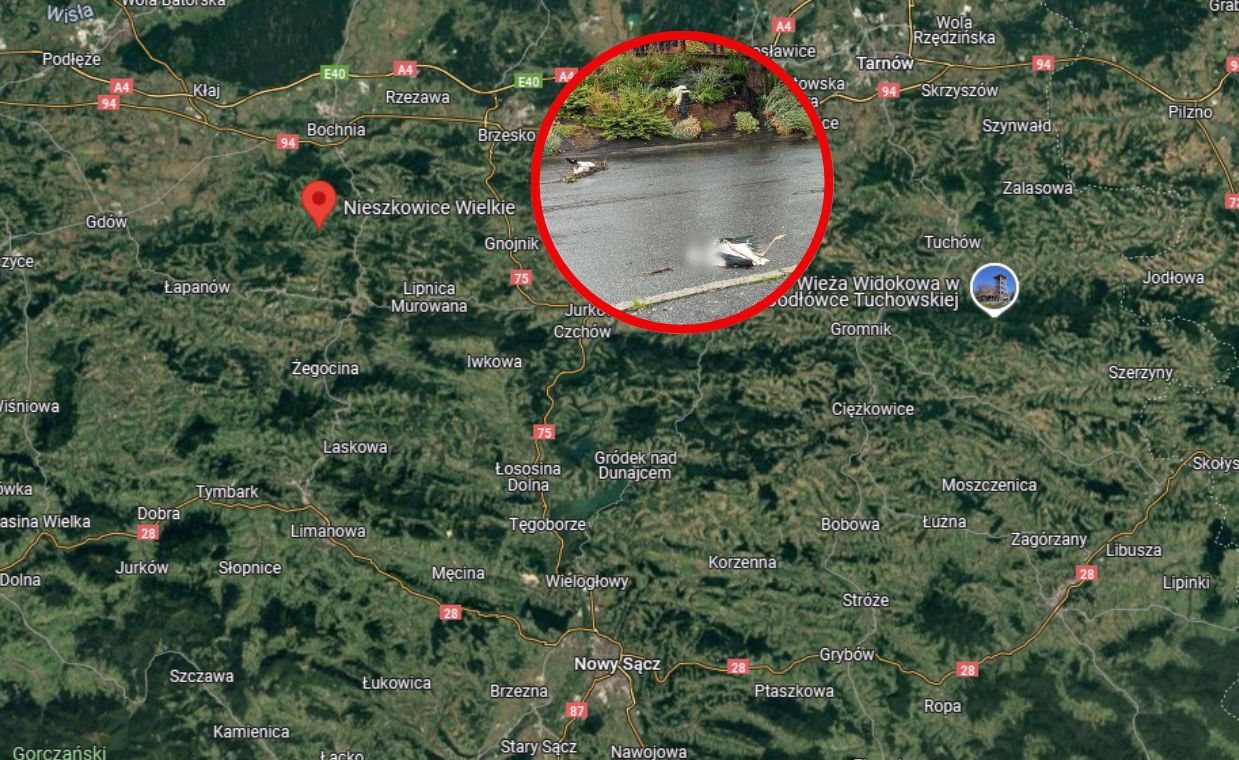 Tragiczny los bocianów po nawałnicy. Młode nie przeżyły