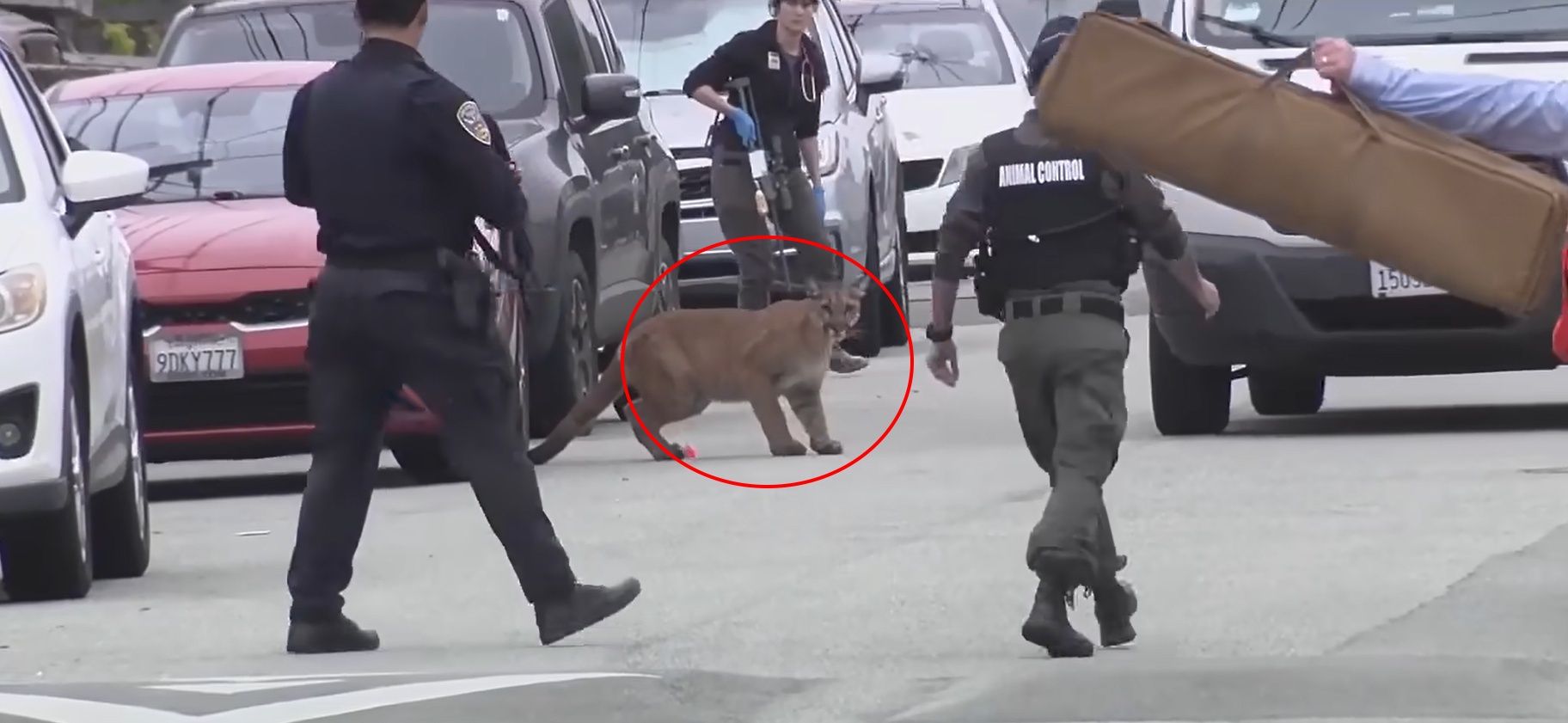 Sceny jak z filmu. Uzbrojeni policjanci uganiali się po ulicy za drapieżnikiem