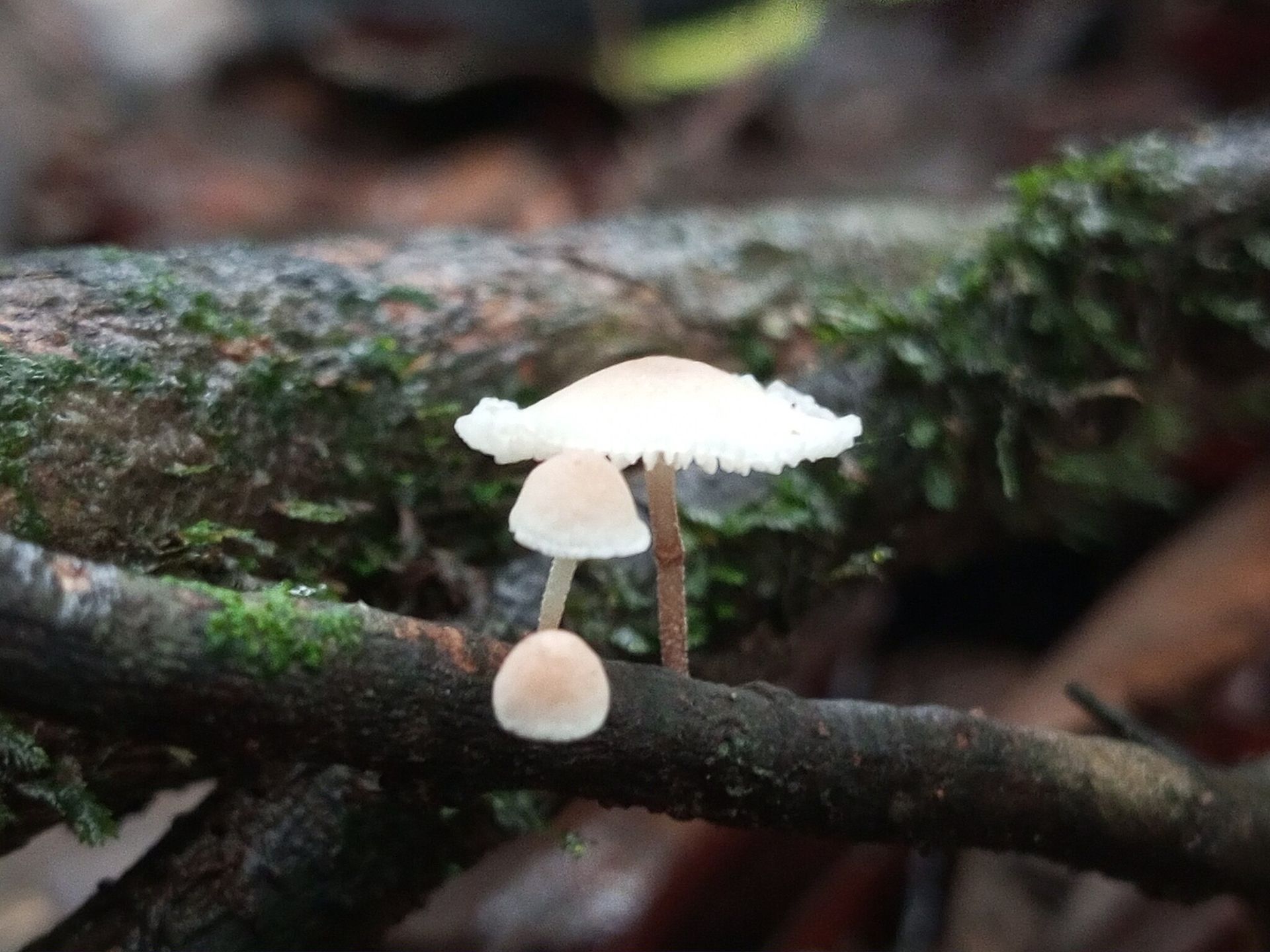 Były na Ziemi wcześniej niż rośliny. Polacy uwielbiają je zbierać