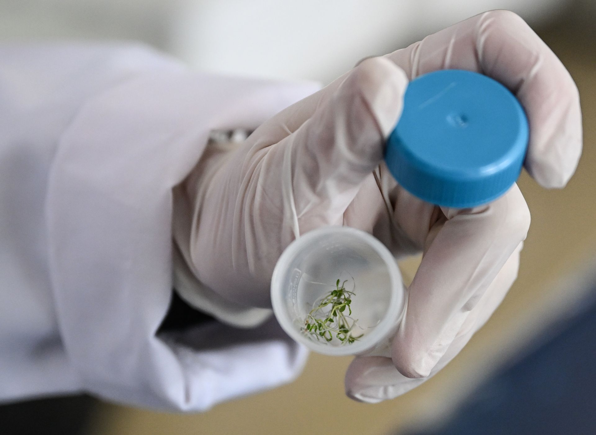 Ziemniaki z Księżyca. Czy kosmiczne rolnictwo ma przyszłość?