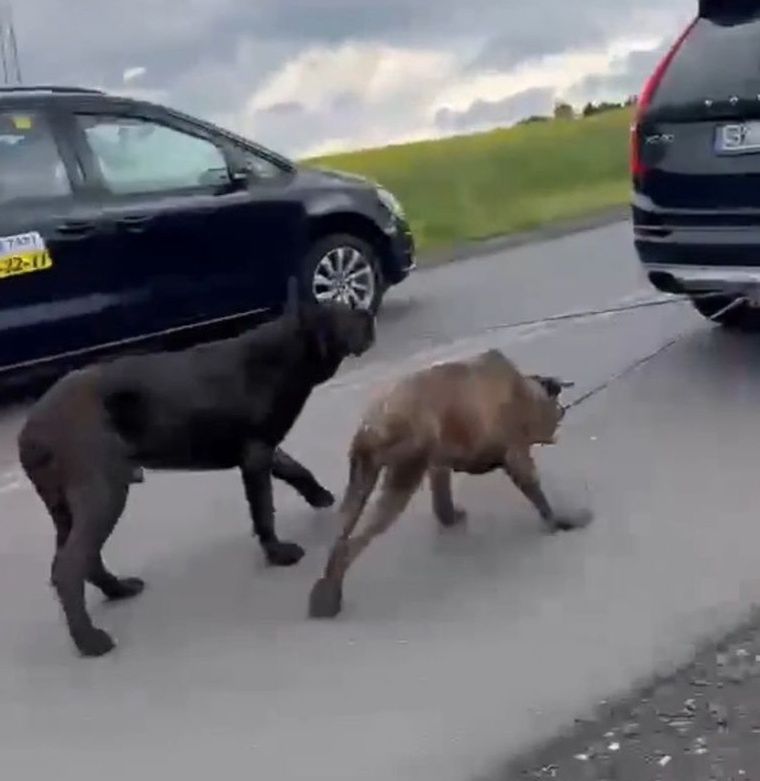 Koszmar w Pniówku. Dwie godziny ciągnął psy za samochodem