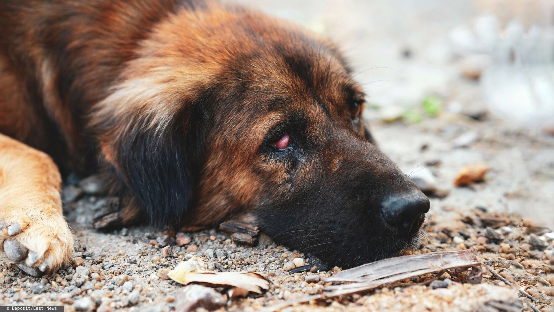 Bestialsko zabili psa. Młodzi sprawcy zatrzymani