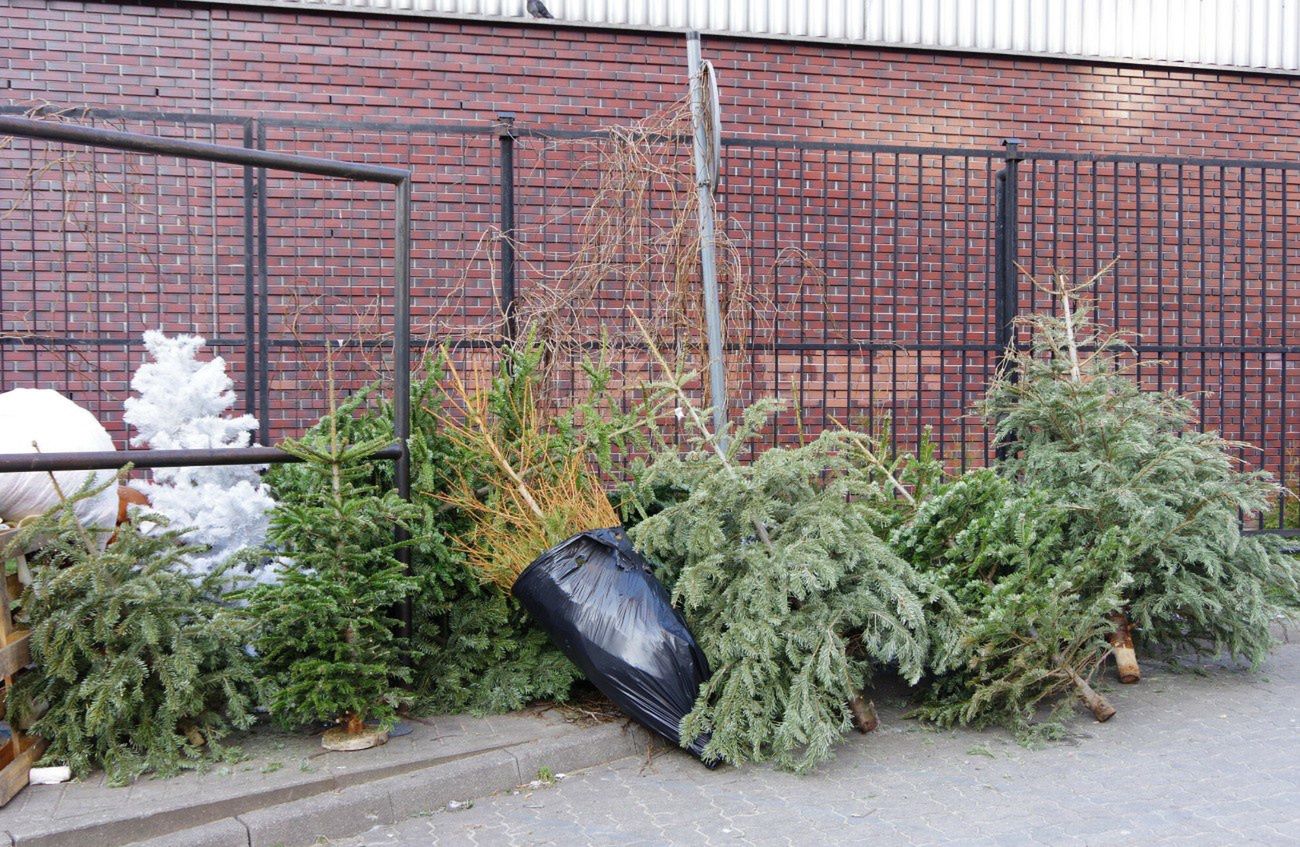 Choinkę wyrzuć do konkretnego pojemnika. Wiedziałeś o tym?