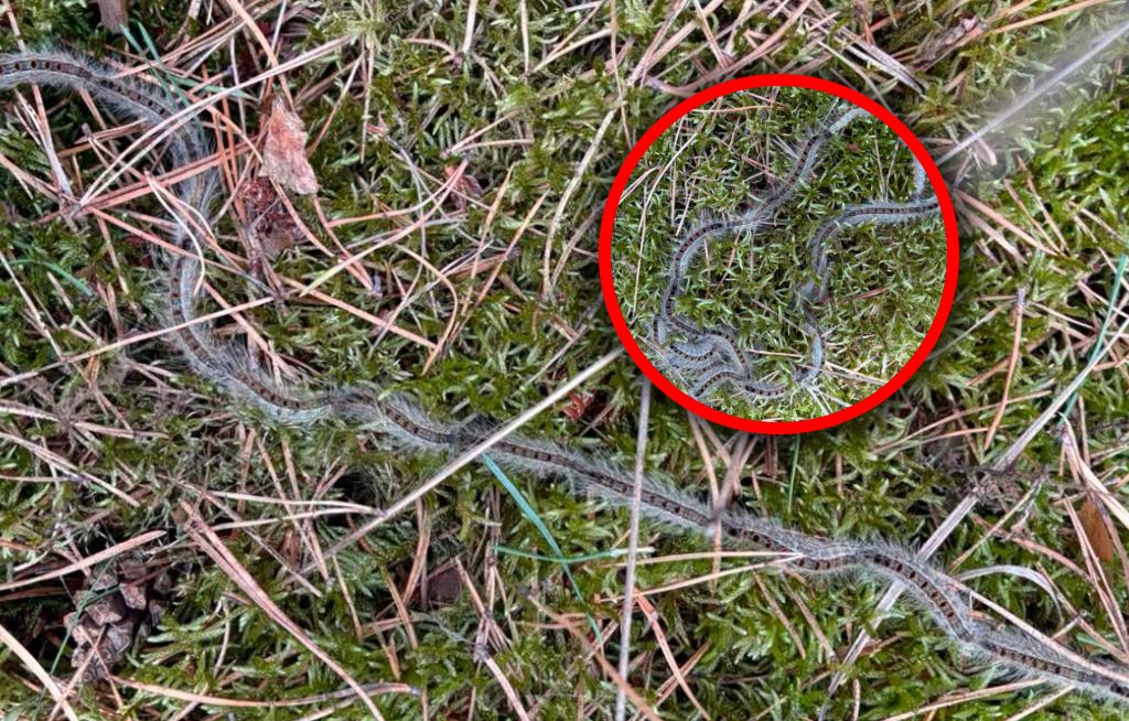 Leśnicy ostrzegają spacerowiczów. "Silne reakcje alergiczne"