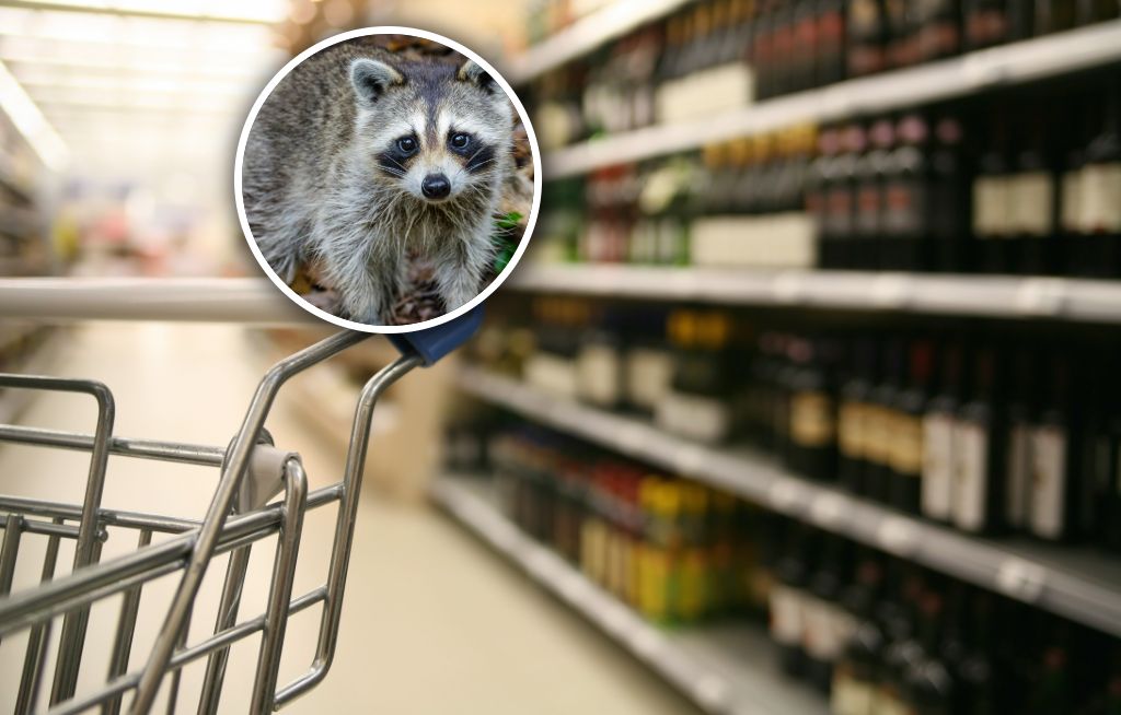 Włamał się do sklepu i wypił alkohol. Schronisko zarobiło fortunę