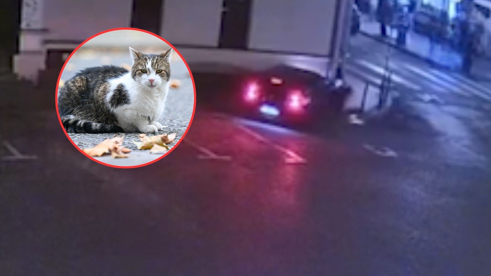 Absurdalny wypadek 19-latki w bmw. Winę zrzuciła na kota