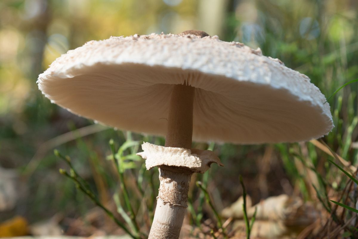 Polacy uwielbiają te grzyby. W tym roku pojawiły się wyjątkowo wcześnie, a my wiemy gdzie