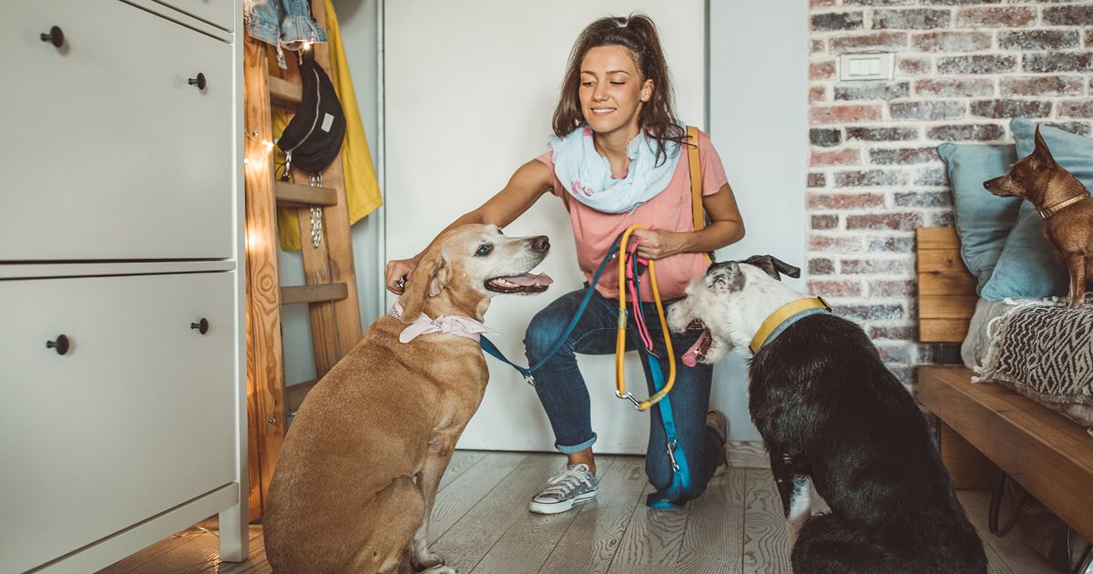 Zamiast przysługi - Petsy. Profesjonalna opieka dla Twojego pupila