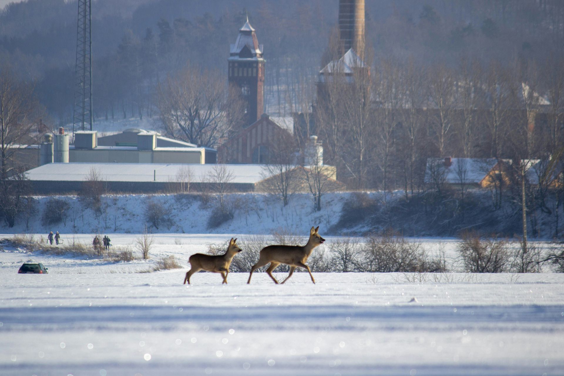 Dzikie zwierzęta na drogach. Trzy kolizje w kilka dni