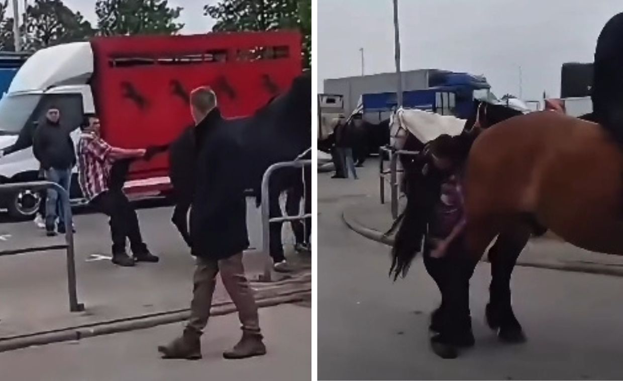 Bił, kopał, i ciągnął za ogon konie. Skandal na targach w Pajęcznie
