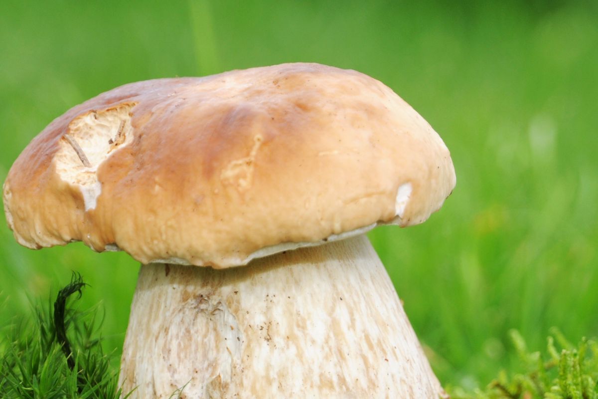 Co oznaczają dziury w grzybach i czy można takie zbierać? Wątpliwości mają choćby doświadczeni grzybiarze