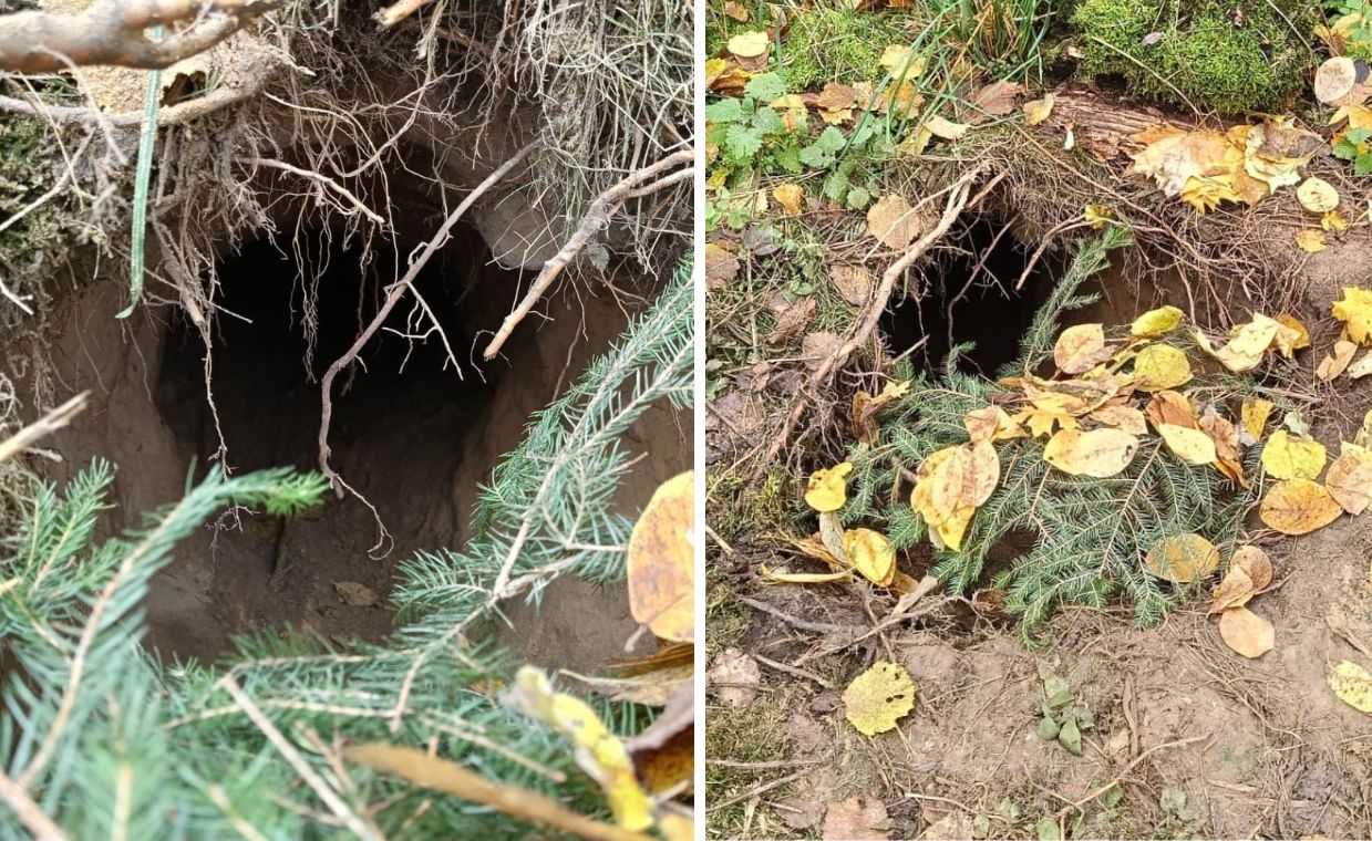 Migranci wykopali tunel na granicy z Białorusią