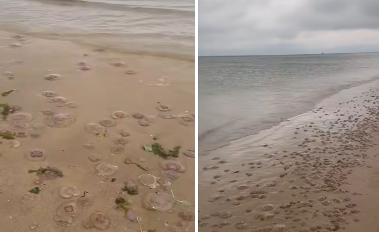 Niezwykłe zjawisko na plaży w Międzyzdrojach. Bałtyk wyrzucił tysiące meduz