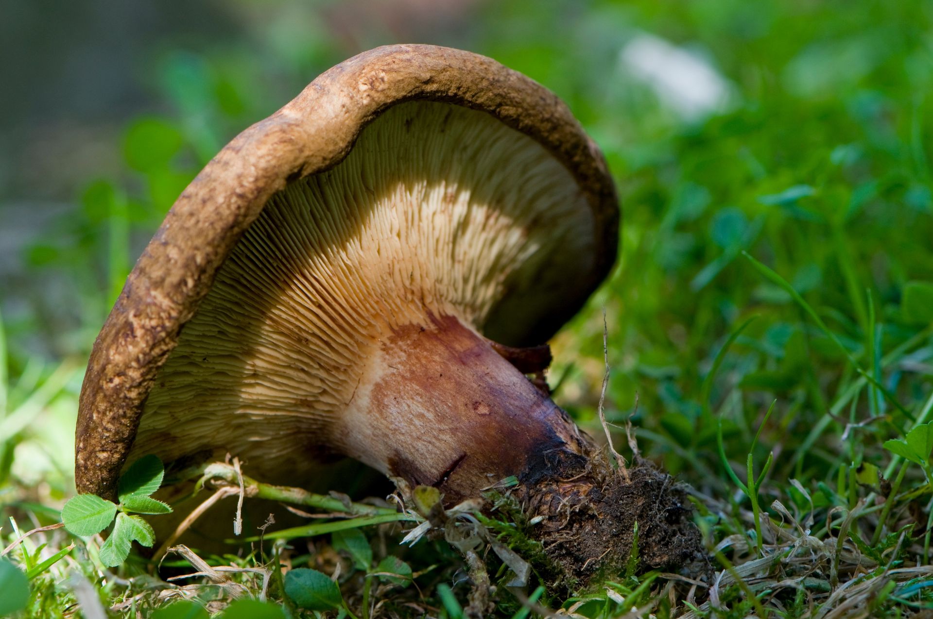 Uważaj na grzybach. Ten okaz można łatwo pomylić