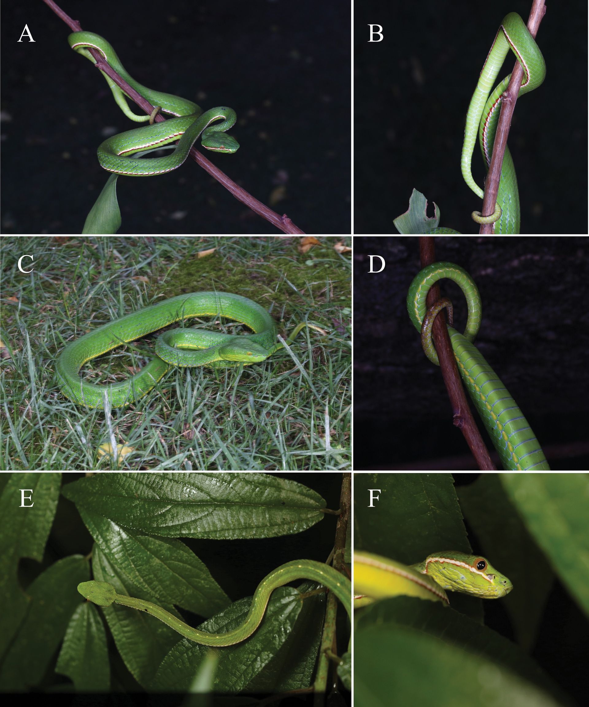 Chiny: Nowy gatunek węża. Nazwa nie jest przypadkowa