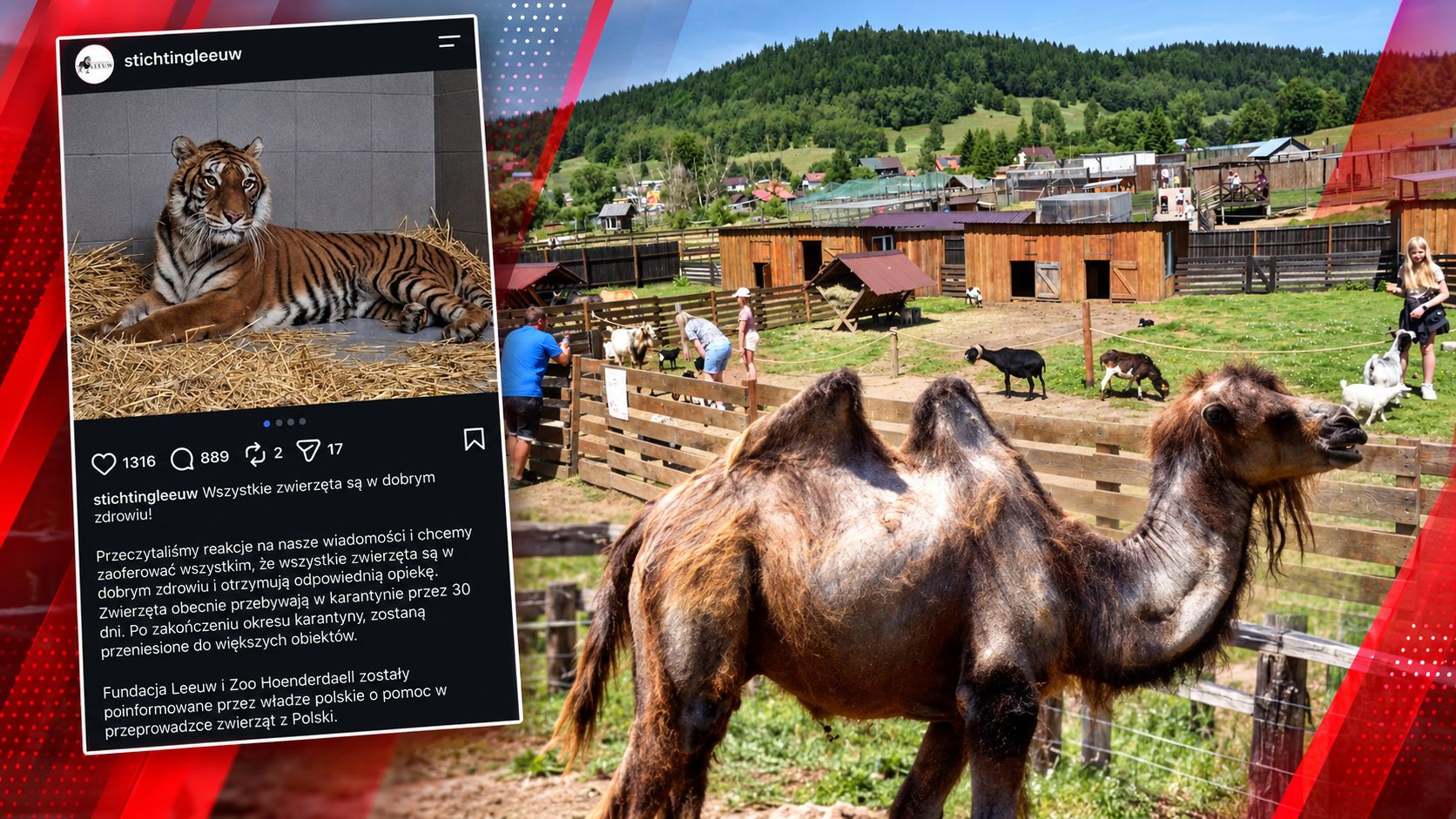 Wywieźli zwierzęta, teraz mówią: otwierajcie. Zaskakujący zwrot prokuratury ws. zoo w Łącznej