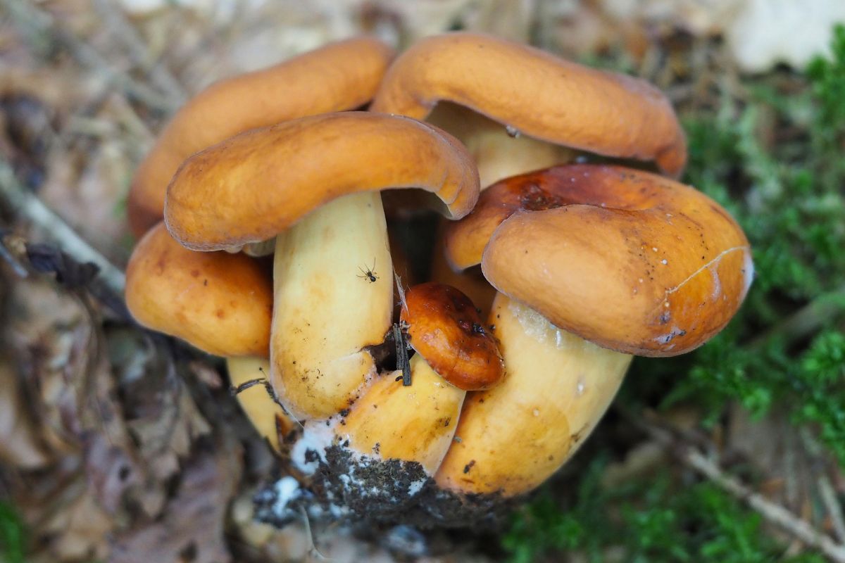 Depczemy, zamiast zbierać te pyszne grzyby. Można jeść na surowo, ale przysmażone na masełku smakują wybornie